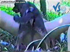 A dog is screwing an older dilettante with a hairy pussy in a variety of poses.